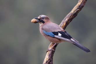 Eurasian jay (Garrulus glandarius), with a walnut in its beak, Terfens, Tyrol, Austria, Europe