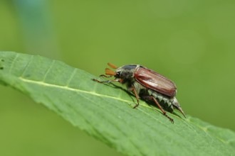Northern cockchafer (Melolontha hippocastani), male, on a leaf of a horse chestnut (Aesculus