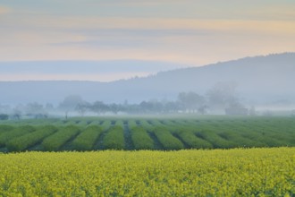 Foggy morning landscape with currant fields and a rape field, trees and hills in the background,