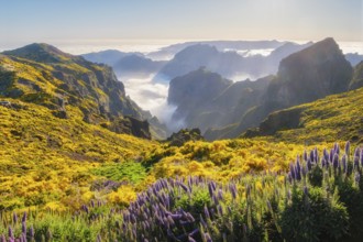 View from Pico do Arieiro of mountains over clouds with Pride of Madeira flowers and blooming