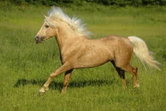 Connemara pony stallion gallops across a green meadow on a sunny day while his tail blows in the