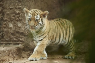 Siberian tiger (Panthera tigris altaica) cub, captive