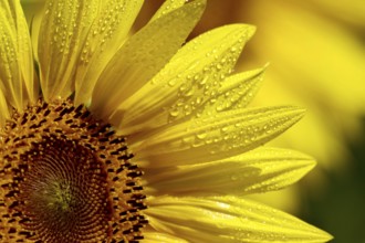 Sunflowers (Helianthus annuus), July, Saxony, Germany, Europe