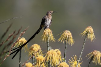 Cape Honeybird (Promerops cafer), adult, male, on flower, Protea, vigilant, Kirstenbosch Botanical