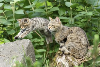 A small kitten jumps down from a stone while a cat watches, wildcat (Felis silvestris), kittens,