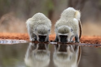 Vervet Monkey (Chlorocebus pygerythrus), adult, two animals, drinking, at the water, Kruger