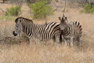 Burchell's zebra (Equus quagga burchelli), Burchell's zebra, adult, two animals, foraging, Kruger