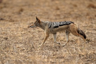 Black-backed jackal (Lupulella mesomelas), adult, alert, stalking, foraging, Kruger National Park,