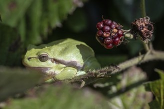 Tree frog (Hyla arborea), Lower Saxony, Germany, Europe