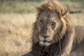 Lion (Panthera leo), animal portrait, adult male, lying in dry grass, Khwai, Okavango Delta, Moremi