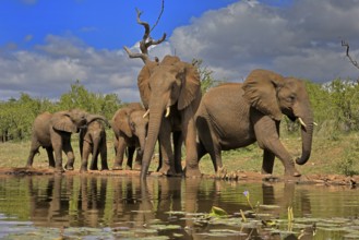 African elephant (Loxodonta africana), adult, juvenile, group with juveniles, at the water,