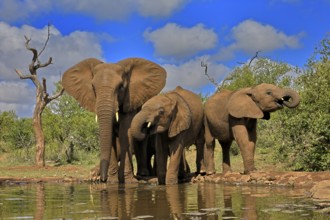 African elephant (Loxodonta africana), adult, juvenile, group with juveniles, at the water,