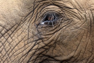 African elephant (Loxodonta africana), adult, portrait, eye, detail, Kruger National Park, Kruger