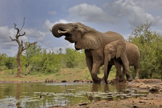 African elephant (Loxodonta africana), adult, bull, male, young, bull with young, at the water,