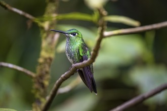 Green-fronted Brilliant Hummingbird (Heliodoxa jacula) sitting on a branch, Monteverde Cloud