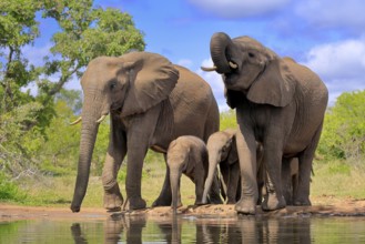 African elephant (Loxodonta africana), juvenile, mother, adult, female, group, at the water,
