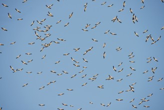 White storks (Ciconia ciconia), large group flying, Algarve, Portugal, Europe