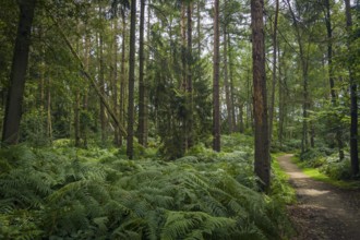 Wendelmannweg, forest path, walk cycle tour, cycle path, forest, nature, forest, nobody, Bad