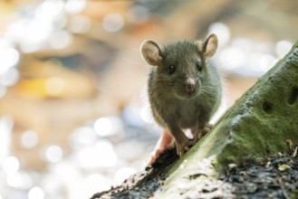 A juvenile Norway rat (Rattus norvegicus) sitting attentively at the edge of a tree trunk in the