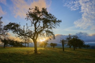 Sunrise in a wide landscape with orchard meadow, apple tree, and clouds in the sky, autumn,