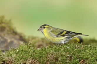Eurasian siskin (Carduelis spinus), male sitting on moss, mossy ground, Wilnsdorf, North