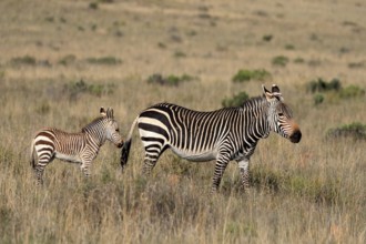 Cape Mountain Zebra (Equus zebra zebra), adult, juvenile, mother with juvenile, female, Mountain