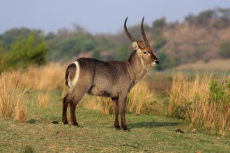 Ellipsen waterbuck (Kobus ellipsiprymnus), adult, male, foraging, vigilant, Kruger National Park,