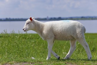 Domestic sheep (Ovis gmelini aries), lamb running on dyke at the river Elbe, animal child, Wedeler