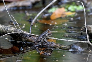 Atlantic mudskipper (Periophthalmus barbarus), Loango National Park, Parc National de Loango,