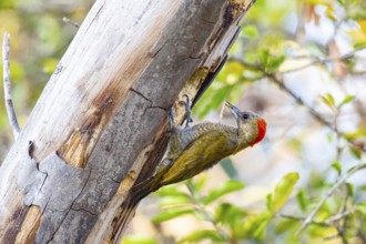 Pileated Woodpecker (Veniliornis passerinus) Pantanal Brazil