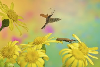 Tooth-necked click beetle (Denticollis linearis) in flight over the flowers of St James'