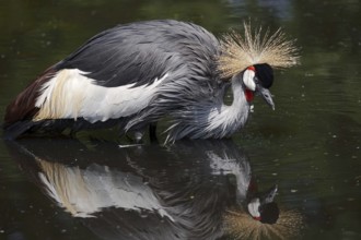 Gray crowned-crane (Balearica regulorum) bathing in water, captive, occurrence in Africa