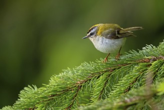 Goldcrest, Regulus ignicapillus, Luce, Mountain area, Luce, Styria, Slovenia, Europe
