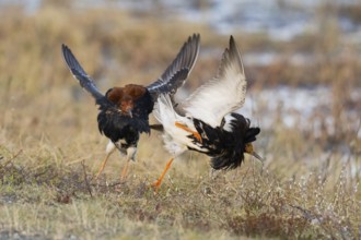 Ruff (Calidris pugnax) two males in breeding plumage at lek, fighting over female, Pokka, Finnish