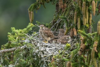 Common kestrel (Falco tinnunculus), young birds not yet ready to fly in the nest,