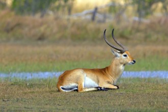 Red hartebeest (Kobus leche) ml, Okavango Delta, Botswana, Okavando Delta, Botswana, Africa