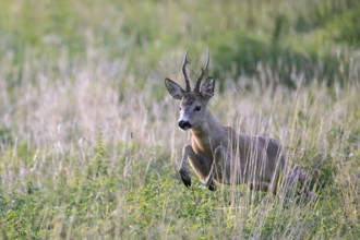 Fleeing European roe deer (Capreolus capreolus) buck, male running fast through grassland in summer