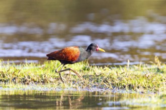 Red-fronted leaflet (Jacana jacana) Pantanal Brazil