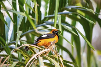 Orangetroupial (Icterus icterus) Pantanal Brazil