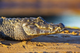 Spectacled caiman (Caiman crocodilius) Pantanal Brazil