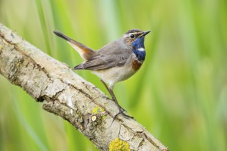 Bluethroat (Luscinia svecica cyanecula) Male Germany