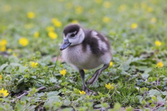 Chicks of the Nile Goose (Alopochen aegyptiaca) freshly hatched, park in spring with spring flowers