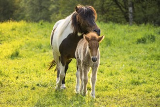 Icelandic horses in a pasture. Mare with foal. Pinto. Evening, golden hour, backlight. Germany