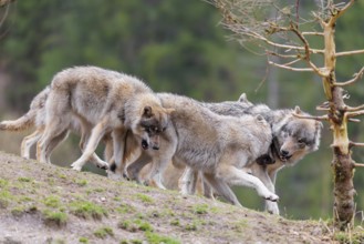 A pack of grey wolves (Canis lupus lupus) playing on a hill and showing social behaviour