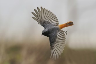 A black redstart (Phoenicurus ochruros) in a dynamic flight with outstretched wings, Hesse,