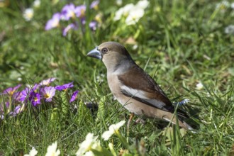A female hawfinch (Coccothraustes coccothraustes) foraging in green grass, surrounded by purple and