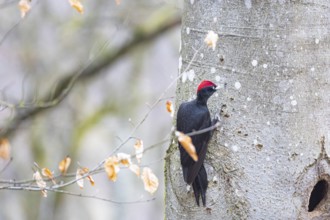 Black woodpecker (Dryocopus martius) ml Germany