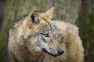 Wolf (Canis lupus), close-up portrait of a wolf in front of a tree in the forest, Germany, Europe