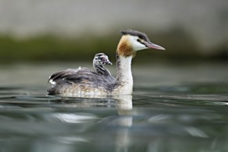 Great Crested Grebe (Podiceps Scalloped ribbonfish), with chicks in plumage swimming in the water,
