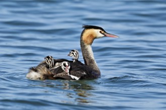 Great Crested Grebe (Podiceps Scalloped ribbonfish), with three chicks in plumage swimming in the